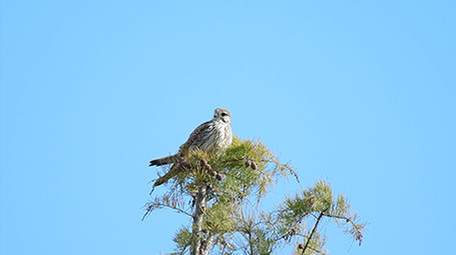 实拍老鹰4K视频