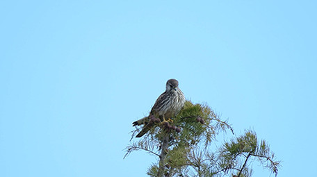 实拍老鹰4K视频