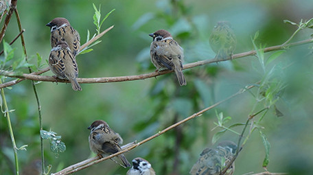 实拍麻雀4K视频
