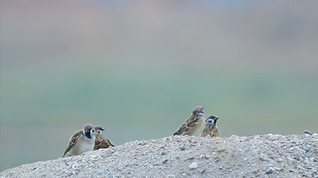实拍麻雀4K视频