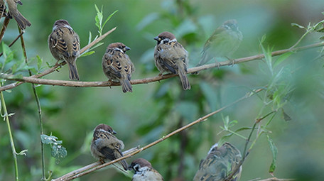 实拍麻雀4K视频