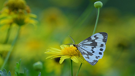 微距实拍蝴蝶吃花蜜视频