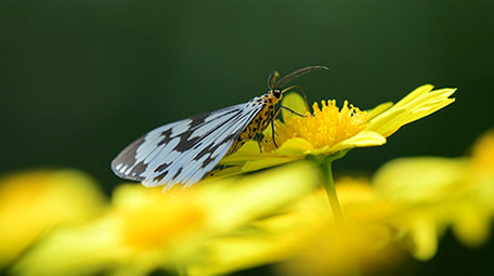 微距实拍蝴蝶吃花蜜视频