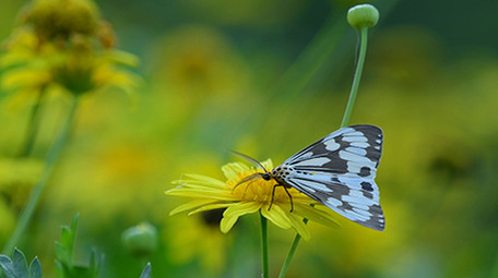 微距实拍蝴蝶吃花蜜视频