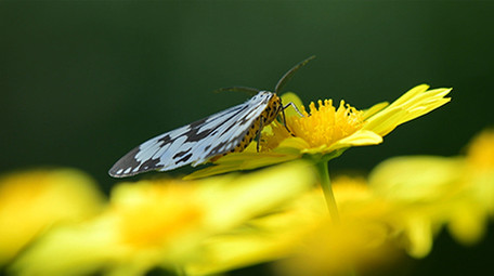 微距实拍蝴蝶吃花蜜视频