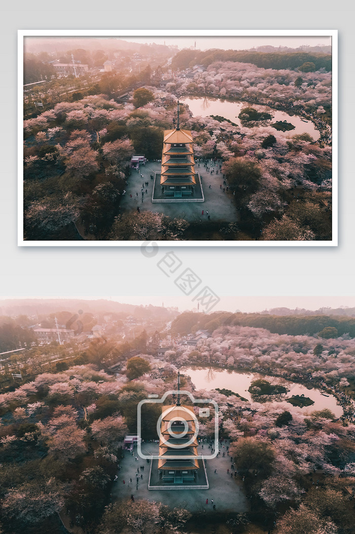 航拍武汉东湖樱花园摄影图片图片