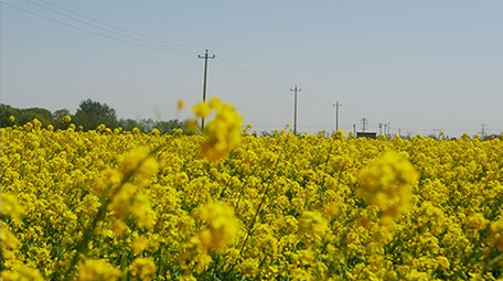 春天油菜花海移动拍摄镜头
