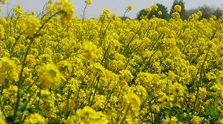 春天油菜花海移动拍摄镜头