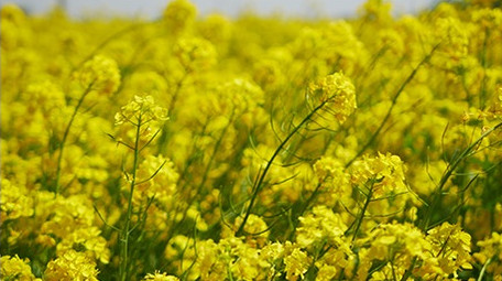 春天油菜花海移动拍摄镜头