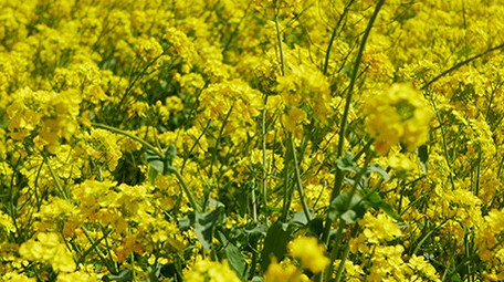 春天油菜花海移动拍摄镜头