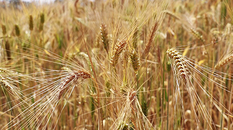 微距拍摄麦穗高清视频