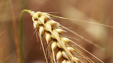 微距拍摄麦穗高清视频