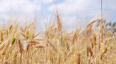 微距拍摄麦穗高清视频