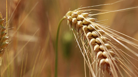 微距拍摄麦穗高清视频
