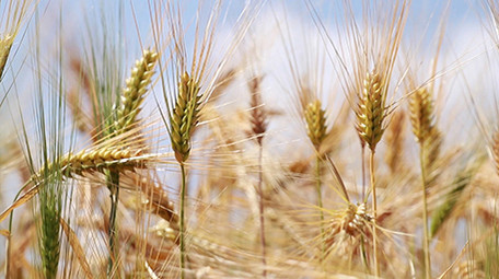 实拍金色麦子高清视频