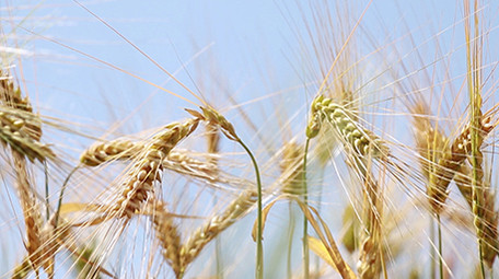 实拍金色麦子高清视频