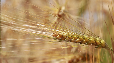 实拍金色麦子高清视频