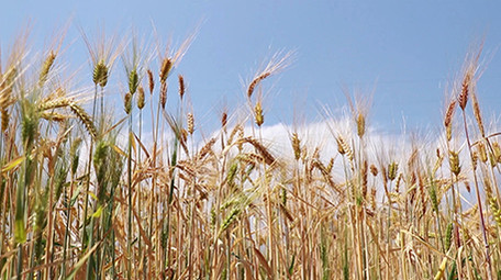 实拍金色麦子高清视频