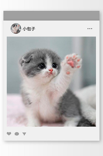 灰色调招手的小猫头像图片下载