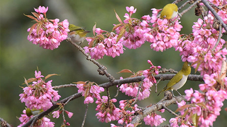 实拍山椒鸟吃樱花4K超清视频