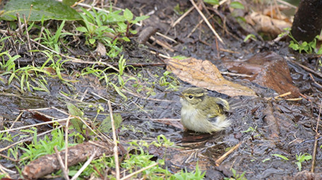 实拍山椒鸟吃樱花4K超清视频