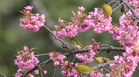 实拍山椒鸟吃樱花4K超清视频