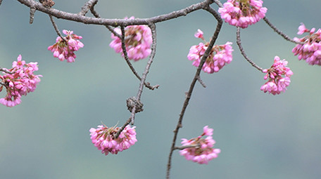 实拍山椒鸟吃樱花4K超清视频