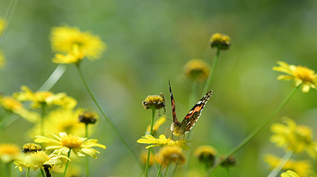 微距实拍蝴蝶吃花蜜4K视频