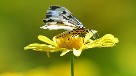 微距实拍蝴蝶吃花蜜4K视频