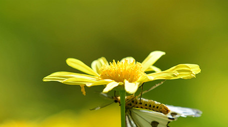 微距实拍蝴蝶吃花蜜4K视频
