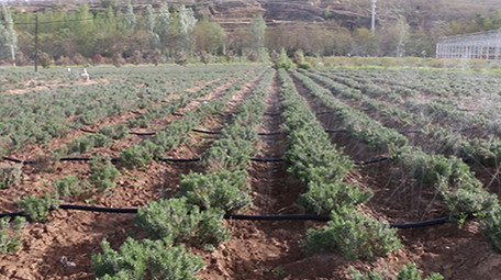 新农村建设水果蔬菜基地农村灌溉农业视频