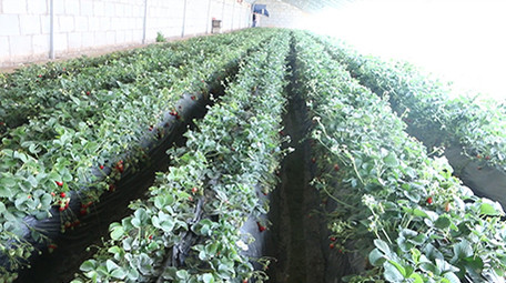 新农村建设水果蔬菜基地农村灌溉农业视频