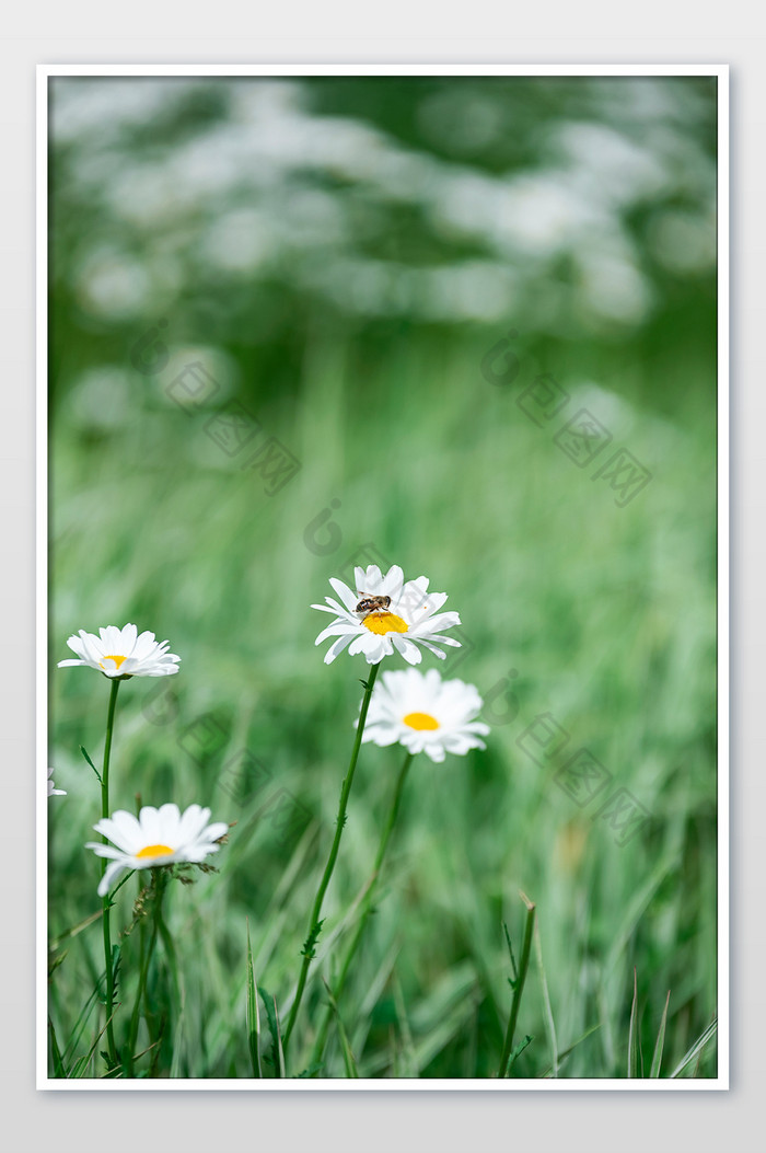 小白菊小菊花夏日风格海报图片图片