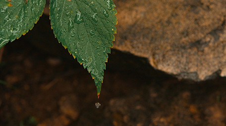 雨后森林树叶水滴滴落升格实拍视频