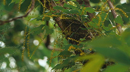 雨后森林树叶水滴滴落升格实拍视频