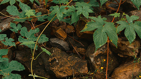 雨后森林树叶水滴滴落升格实拍视频