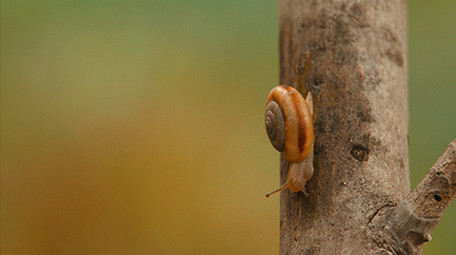 森林蜗牛爬行实拍视频素材