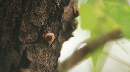 森林蜗牛爬行实拍视频素材