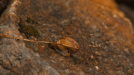 森林蜗牛爬行实拍视频素材