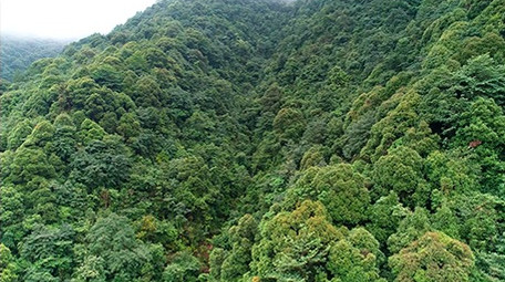 航拍浙江西部山区的森林