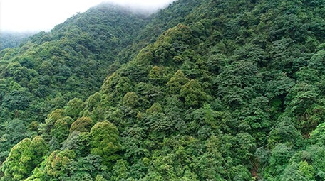 航拍浙江西部山区的森林