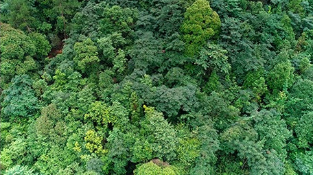 航拍浙江西部山区的森林