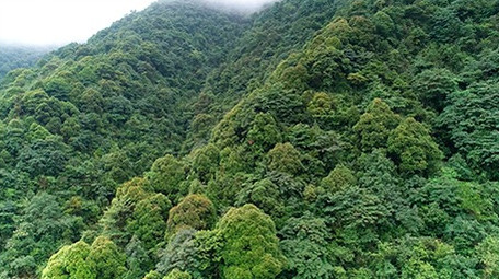 航拍浙江西部山区的森林
