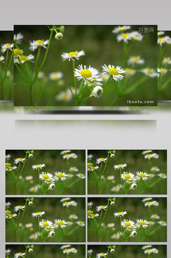 自然风光雏菊实拍视频素材图片