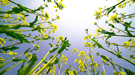 春天盛开的油菜花田