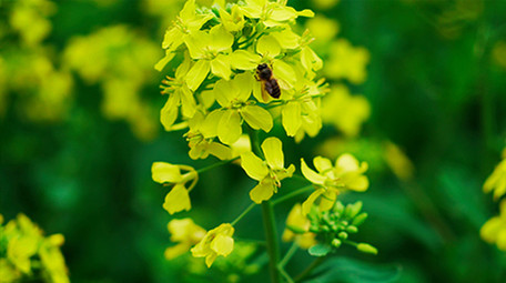 春天盛开的油菜花田