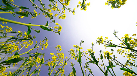 春天盛开的油菜花田