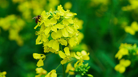 春天盛开的油菜花田