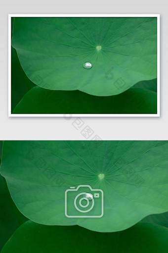 清新夏天荷叶水滴的摄影图图片