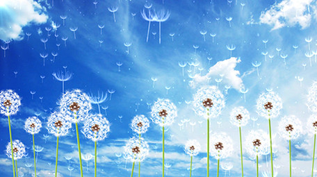 4K清新蒲公英动态背景素材